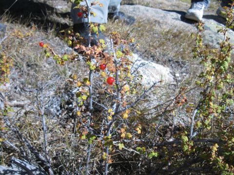 1978 Ford Bronco - A wild gooseberry bush with red berries and autumn foliage, with two people standing in the background.