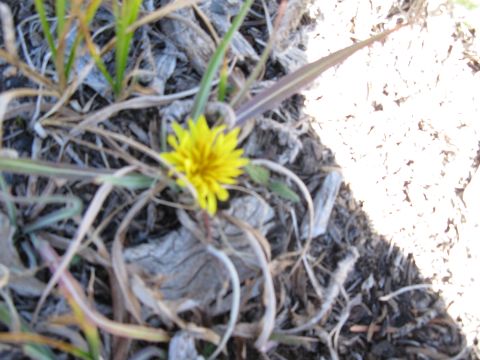 1978 Ford Bronco - A close-up of a yellow flower surrounded by dry grass and dirt.