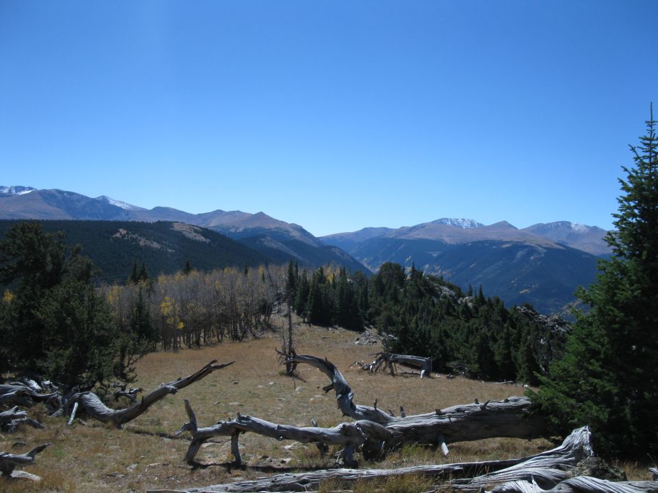 Mountain range under a clear blue sky, with dead trees in the foreground and a forest in the midground