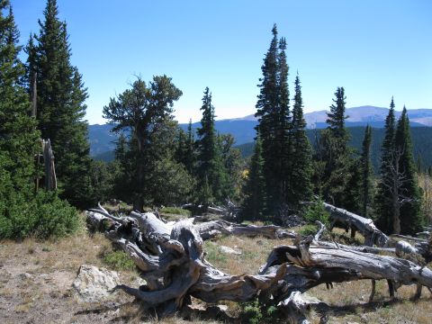1978 Ford Bronco - A scenic mountain view dead trees in the foreground and a dense evergreen forest in the background.