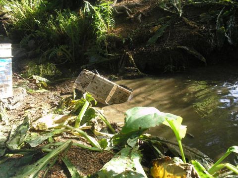 1994 Ford Escort - A vehicle chassis is partially submerged in muddy water, with vegetation growing around it.