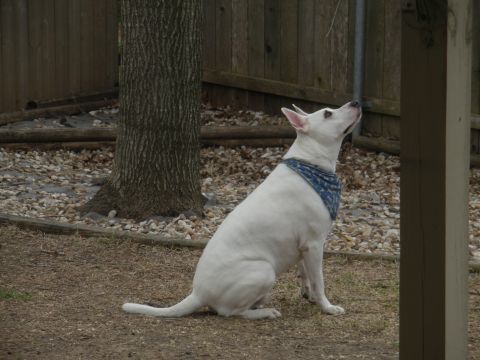 1996 Ford Bronco - A white dog sits attentively in a yard, looking upwards.