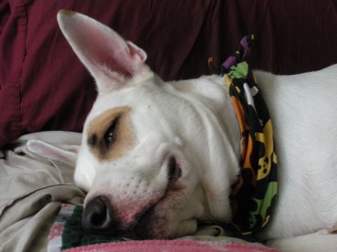 1996 Ford Bronco - A dog rests comfortably on a blanket, wearing a festive bandana.