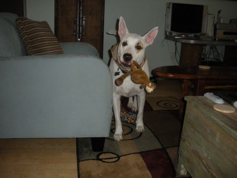1996 Ford Bronco - A dog stands in a living room holding a toy monkey, with a couch and furniture visible.
