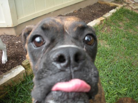1996 Ford Bronco - Funny boxer dog makes a face with its tongue out in the yard.