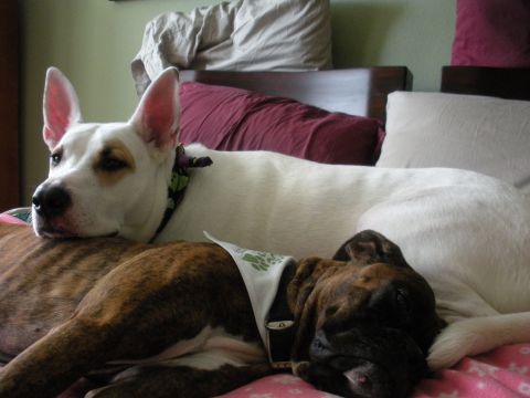 1996 Ford Bronco - Two dogs are relaxing together on a bed, surrounded by pillows and blankets.