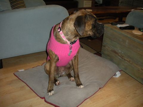 1996 Ford Bronco - A brindle boxer dog wearing a pink sweater sits on a floor cushion in a living room.