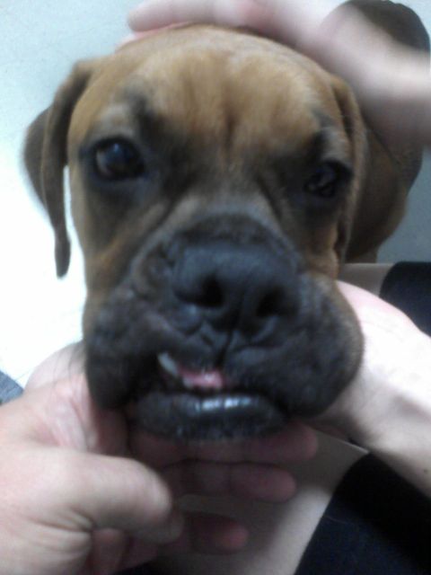 1996 Ford Bronco - A close-up of a boxer dog's face shows its tongue peeking out from its mouth.