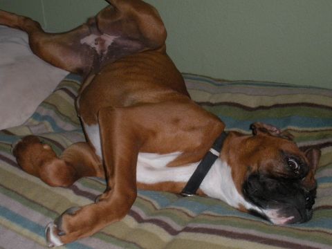 1996 Ford Bronco - Boxer dog resting on its back on a blanket with a Supermotors watermark.