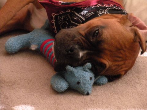 1996 Ford Bronco - A dog is resting on a blanket with its toys.