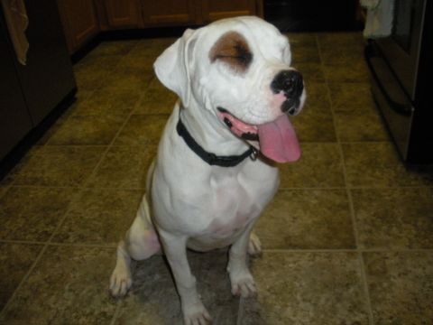 1996 Ford Bronco - A white boxer dog sits on a tiled floor, panting with its tongue hanging out.