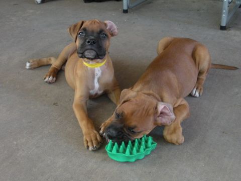 1996 Ford Bronco - Two young boxer puppies relax on a concrete surface, one curiously interacting with a green chew toy.