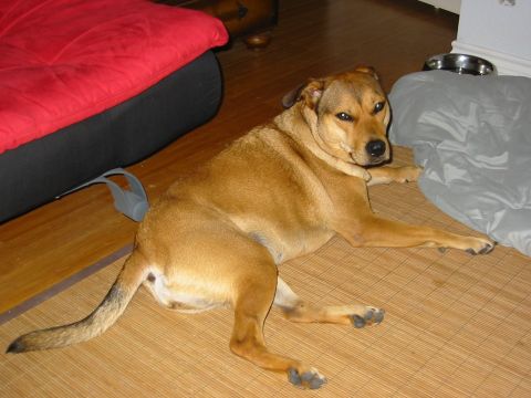 1996 Ford Bronco - Dog resting indoors on a mat, with a Supermotors.net logo visible.