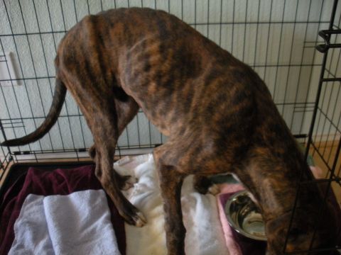 1996 Ford Bronco - A brindle greyhound is inside a crate, with towels on the floor and a metal bowl for water.