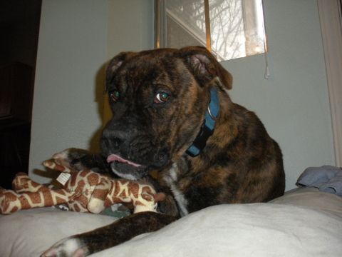 1996 Ford Bronco - A brindle dog lies on a pillow with a giraffe toy, looking towards the camera.