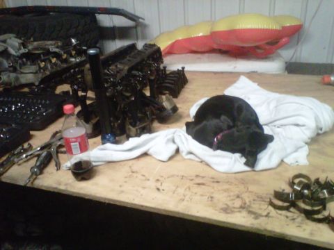 1994 Ford F-150 - A black dog sleeps on a workbench covered with engine parts and tools.