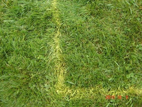 1993 Ford Bronco - The image shows a close-up view of green grass, with sunlight casting shadows across the lawn.