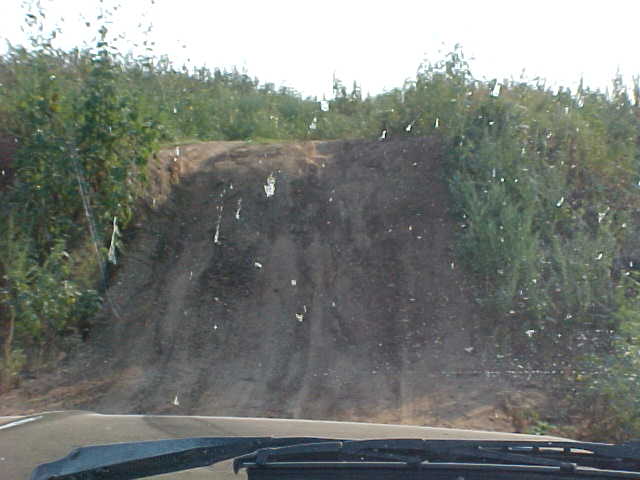 Dirt road leading up a hill with trees and brush on either side