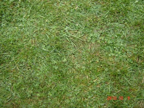1993 Ford Bronco - Close-up of grass and clover, with a watermark at the bottom right corner.