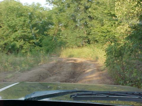 1989 Ford Bronco - The view from the driver's seat shows a rutted dirt path ahead, surrounded by dense foliage.