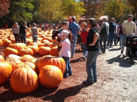 1979 Ford F-150 - A busy pumpkin patch on a sunny autumn day with many people selecting pumpkins.