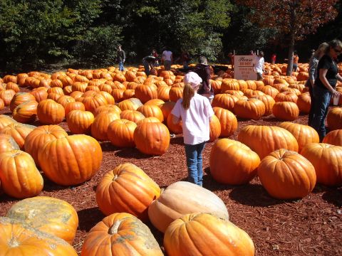 1979 Ford F-150 - A large pumpkin patch is filled with pumpkins and people enjoying the fall season.