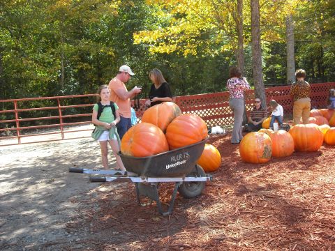1979 Ford F-150 - A wheelbarrow is filled with pumpkins at an outdoor fall event.