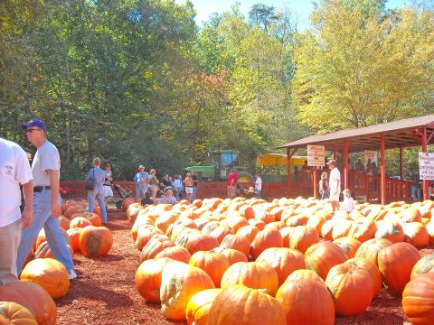 1979 Ford F-150 - A tractor is visible in the background of a busy pumpkin patch on a sunny autumn day.