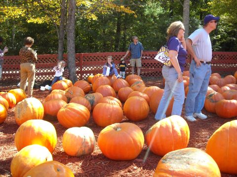 1979 Ford F-150 - A group of people are gathered at a pumpkin patch, surrounded by numerous pumpkins.