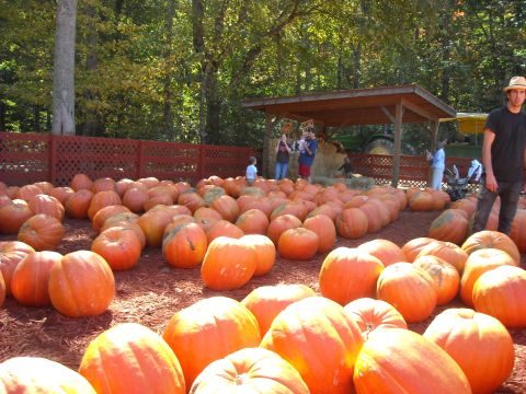 1979 Ford F-150 - A man stands near a large display of pumpkins at an outdoor market during the fall season.