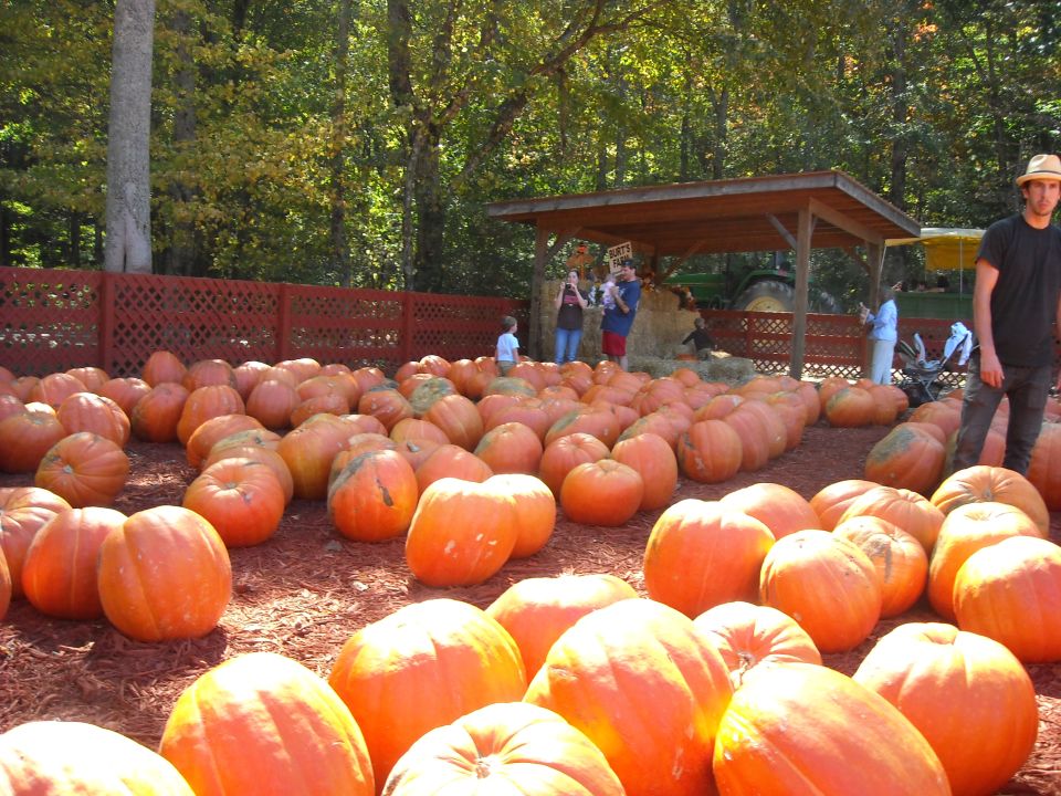guy in hat stands near rows of pumpkins at a patch