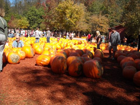 1979 Ford F-150 - A large pumpkin patch with many pumpkins and people enjoying the autumn day.