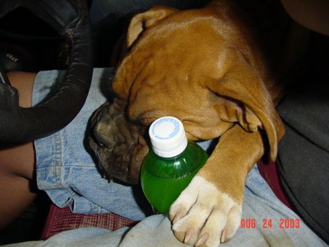 1989 Ford Bronco - Sleeping puppy in my lap while I am driving