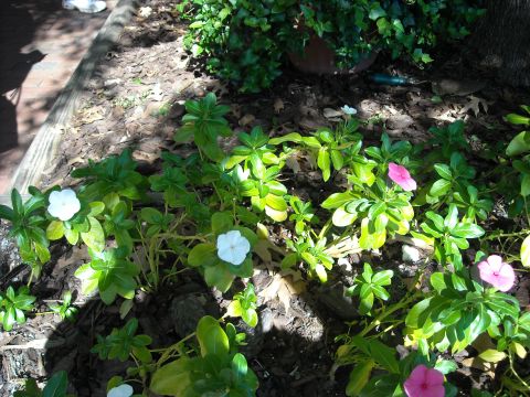 1979 Ford F-150 - A sunny garden scene features blooming vinca flowers amidst lush green foliage and dark mulch.