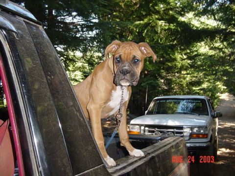 1989 Ford Bronco - And protecting the truck