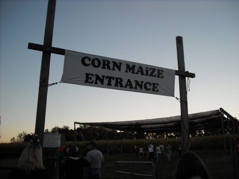 1979 Ford F-150 - A banner announces the entrance to a corn maze, with people milling about in the background.