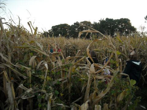 1979 Ford F-150 - People navigate through a corn maze during the day.