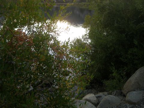 1996 Ford Bronco - A tranquil lake scene with sun glare on the water, framed by foliage and rocks.