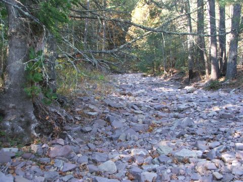 1996 Ford Bronco - A dry streambed filled with rocks winds through a sun-dappled forest.