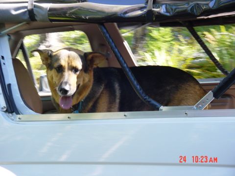1989 Ford Bronco - And there is Hunter