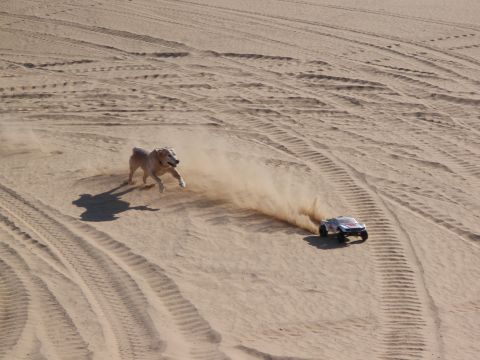 1982 Ford Bronco - A dog chases a remote control car across sandy dunes, leaving tracks and dust in its wake.