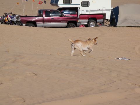 1982 Ford Bronco - A dog runs across sandy terrain with a truck, camper, and tent set up in the background.
