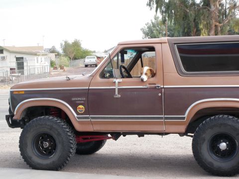 1982 Ford Bronco - Dog rides shotgun in a lifted 1982 Ford Bronco.