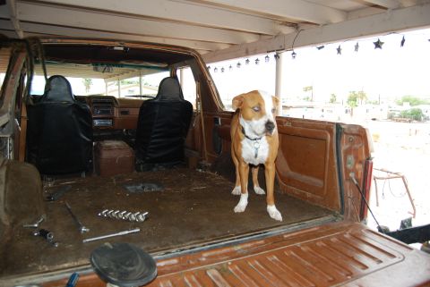1982 Ford Bronco - A dog stands in the cargo area of an older model pickup truck with tools on the floor.