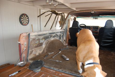 1982 Ford Bronco - A dog investigates the interior of a pickup truck, which appears to be undergoing some work.