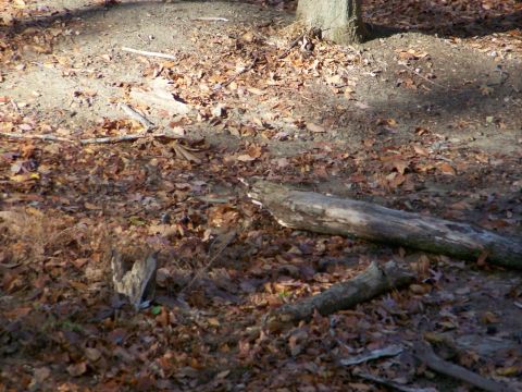 1987 Ford F-250 - A woodland scene with scattered logs and autumn leaves on the ground.