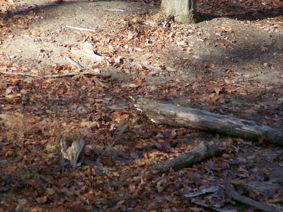 Forest floor covered in fallen leaves and logs, with a tree trunk visible