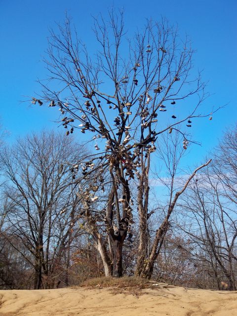 1987 Ford F-250 - A tree is covered in shoes, a peculiar sight against the bright blue sky.