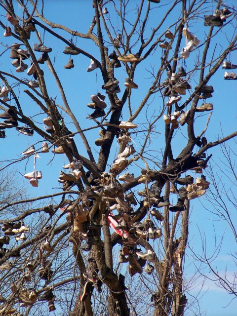 1987 Ford F-250 - A peculiar sight: a tree adorned with dozens of shoes, suspended from its branches under a bright blue sky.