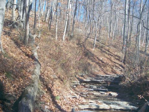 1987 Ford F-250 - A rocky path winds through a dense forest with bare trees and fallen leaves on the ground.